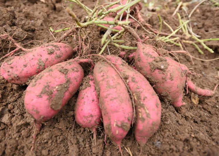 漾乾纸箱厂服务“三农”,大量定制红薯纸箱包装!